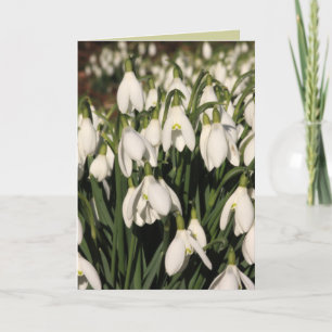 Tarjeta de Snowdrop