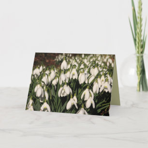 Tarjeta de Snowdrops