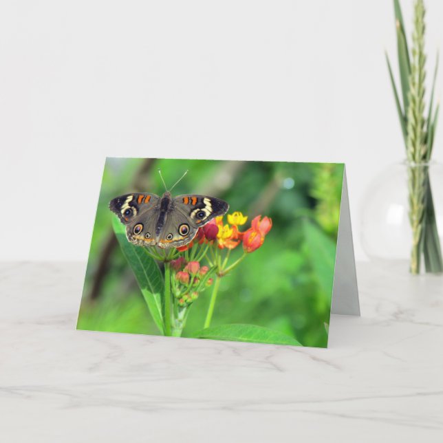Tarjeta de solidaridad (Common Buckeye 2470) (Anverso)