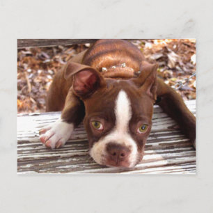 Tarjeta de solidaridad de Boston Terrier