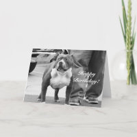 Tarjeta de Staffordshire americano Terrier del