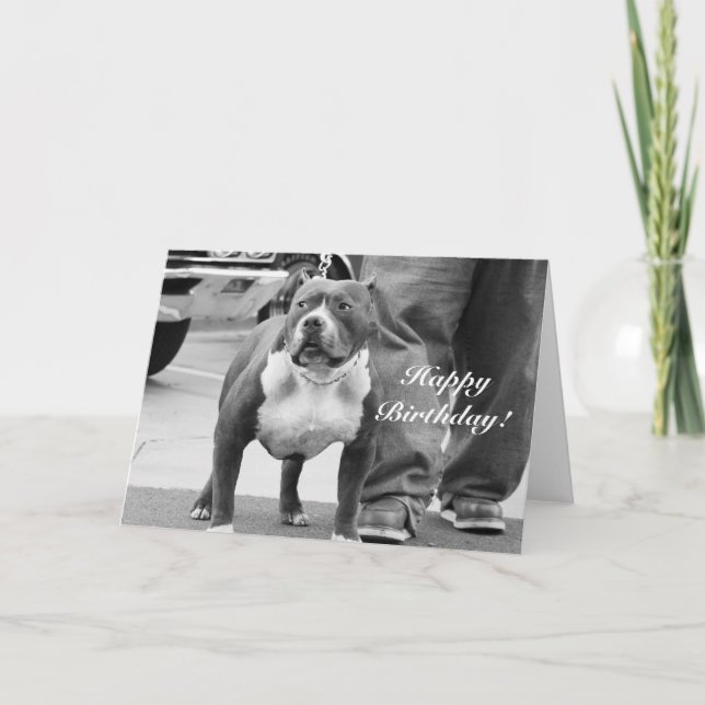 Tarjeta de Staffordshire americano Terrier del (Anverso)