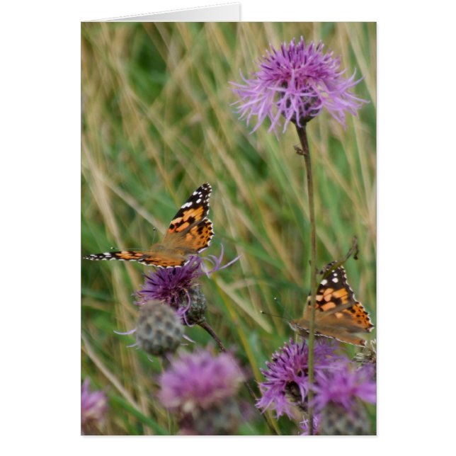 Tarjeta de sueños de mariposa (Frente)