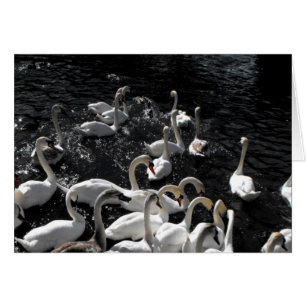 Tarjeta de Swans away