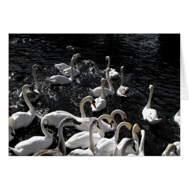 Tarjeta de Swans away (Anverso (Horizontal))