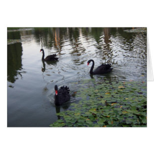 Tarjeta de Swans Negros