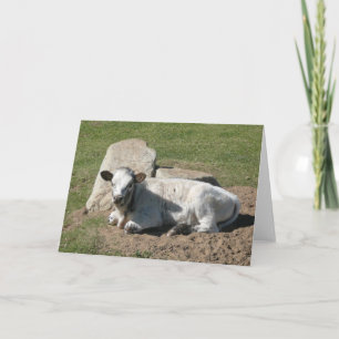 Tarjeta de ternero Longhorn - Tarjeta de nota en b