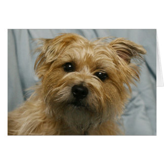 tarjeta de territorio con orejeta de disquete