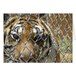 Tarjeta de tigre cercada (h)