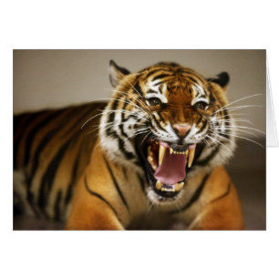 Tarjeta de tigre de Malasia #2