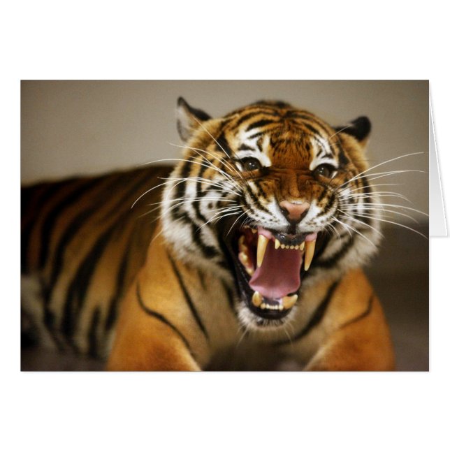 Tarjeta de tigre de Malasia #2 (Anverso (Horizontal))