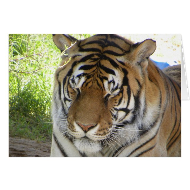 Tarjeta de tigre durmiente (h) (Anverso (Horizontal))