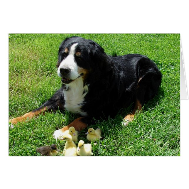 Tarjeta de todas las ocasiones de Serena y los Duc (Anverso (Horizontal))