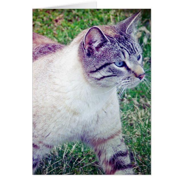 Tarjeta de todo tipo de ocasión Kitty (Frente)