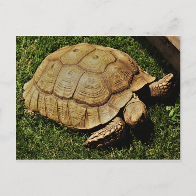Tarjeta de tortuga (Anverso)
