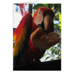 Tarjeta de tostada Scarlet Macaw Parrot
