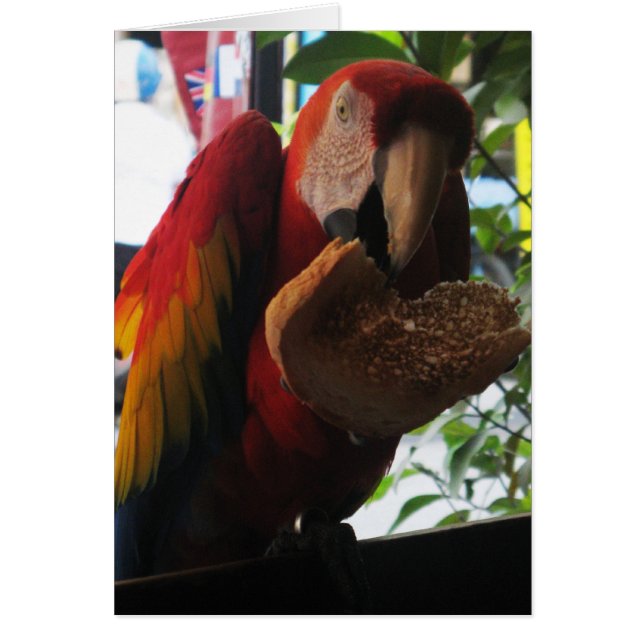 Tarjeta de tostada Scarlet Macaw Parrot (Frente)