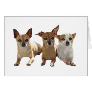 Tarjeta de trío Chihuahua