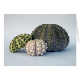 Tarjeta de trío Urchin