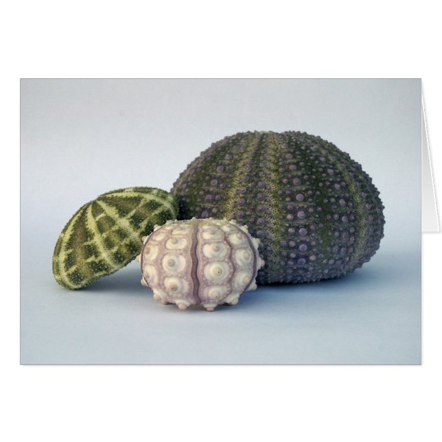 Tarjeta de trío Urchin (Anverso (Horizontal))