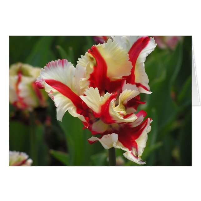 Tarjeta de tulipán de loro (en blanco) (Anverso (Horizontal))
