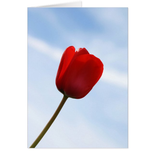 Tarjeta de tulipán roja (Frente)