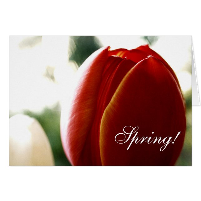 Tarjeta de tulipán roja de primavera (Anverso (Horizontal))