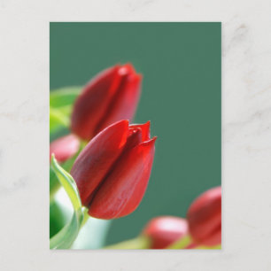 Tarjeta de Tulipanes