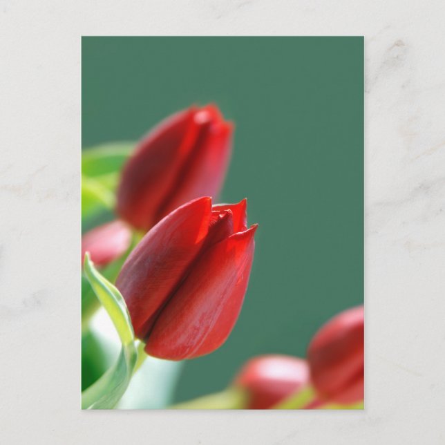 Tarjeta de Tulipanes (Anverso)