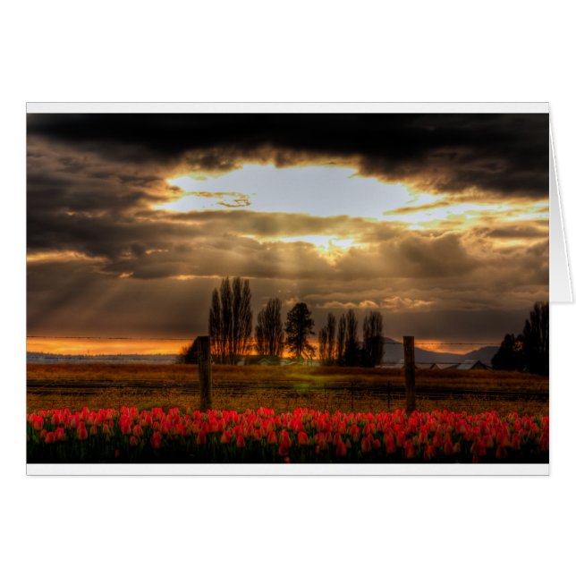 Tarjeta de tulipanes adorada (Anverso (Horizontal))