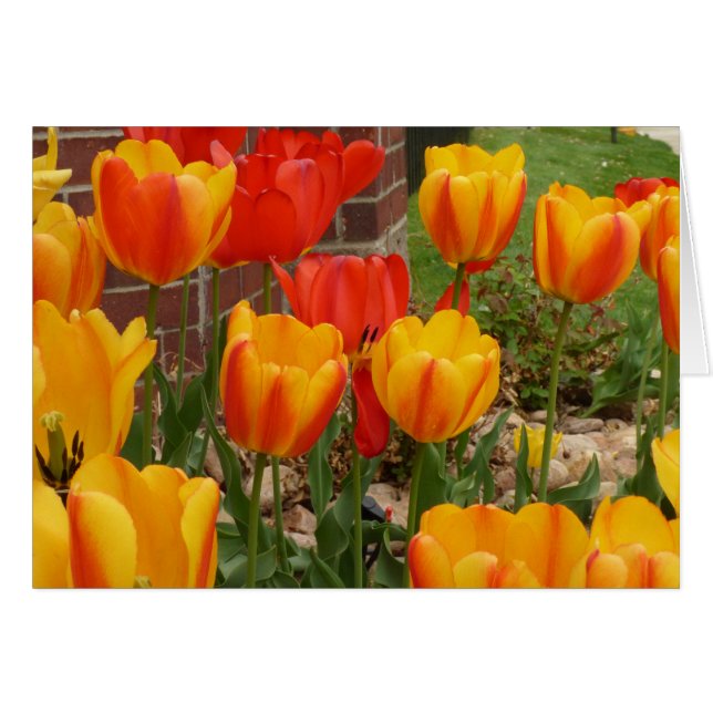 Tarjeta de tulipanes de primavera (Anverso (Horizontal))