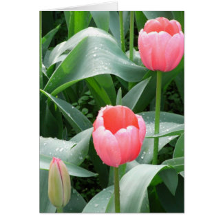 Tarjeta de tulipano
