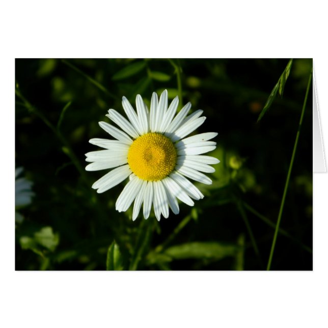 Tarjeta de un día (Anverso (Horizontal))