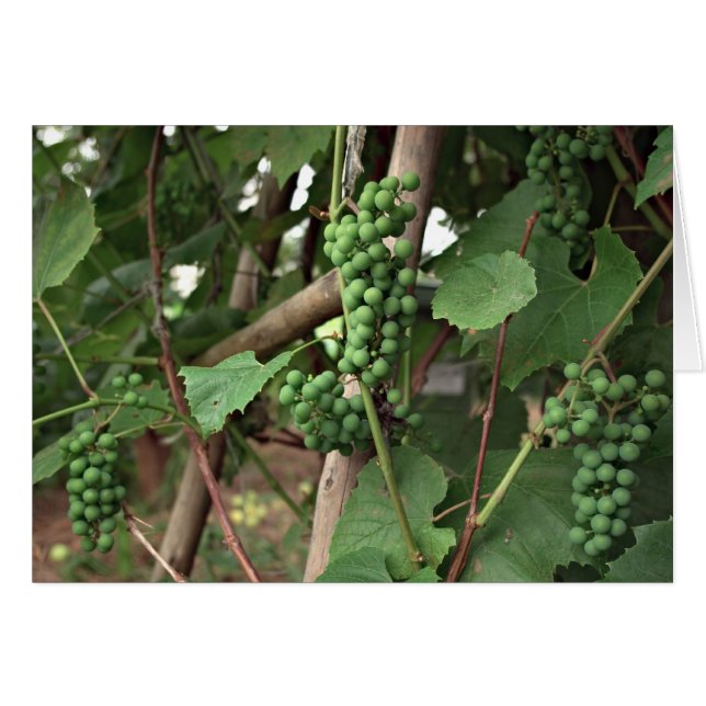 Tarjeta de uvas (Anverso (Horizontal))