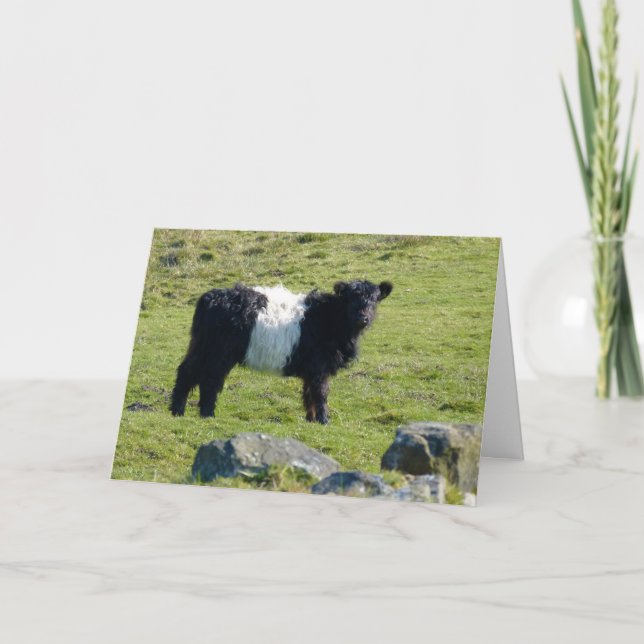 Tarjeta de vaca Galloway cortada (Anverso)