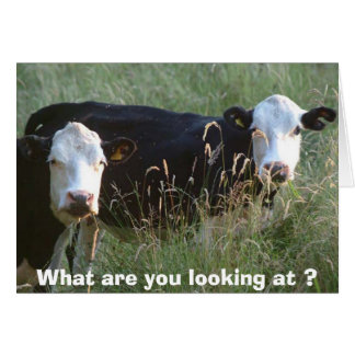 tarjeta de vaca tonta