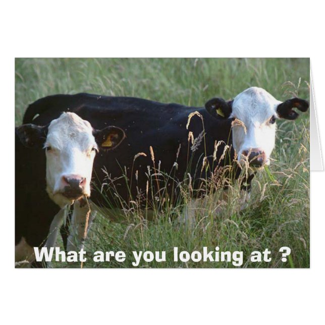 tarjeta de vaca tonta (Anverso (Horizontal))