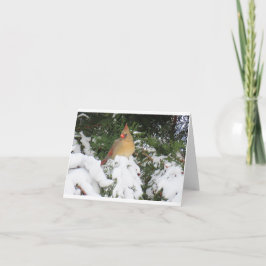 Tarjeta de vacaciones con cardenal