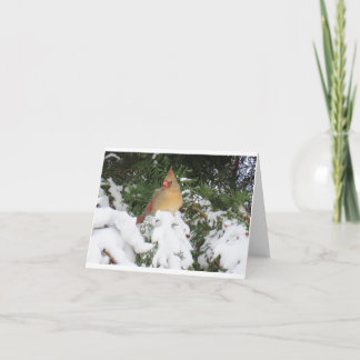 Tarjeta de vacaciones con cardenal