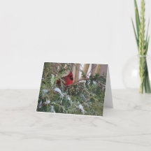 Tarjeta de vacaciones con cardenal