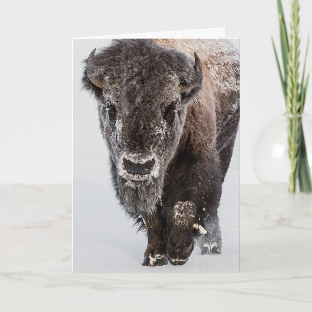 Tarjeta de vacaciones "Deep Freeze" (Anverso)