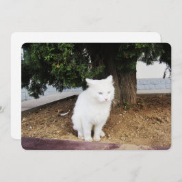 Tarjeta de vacaciones plana para gatos con puntill