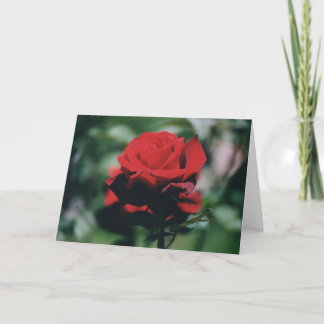 Tarjeta de vacaciones Red Rose