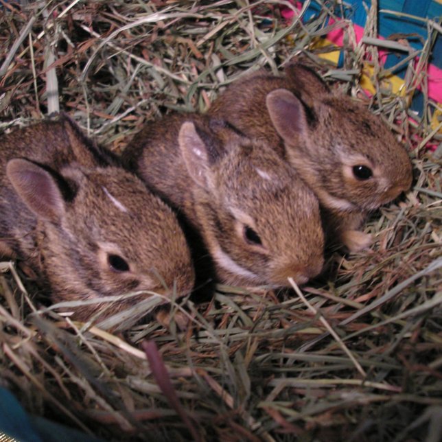 Tarjeta de vacaciones "Tres en una fila" (Subido por el creador)