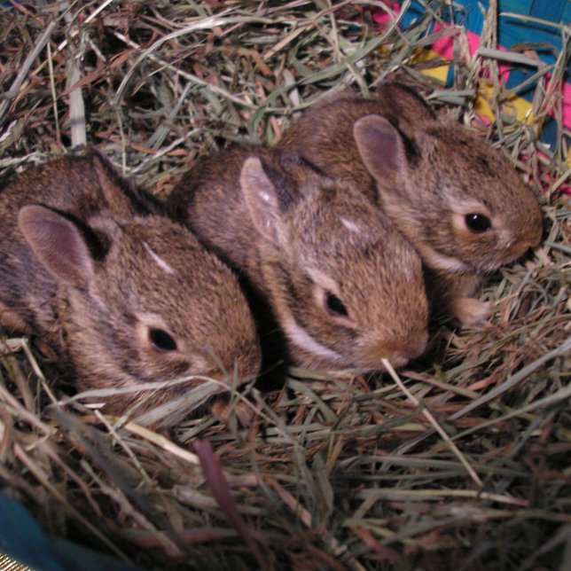 Tarjeta de vacaciones "Tres en una fila" (Subido por el creador)