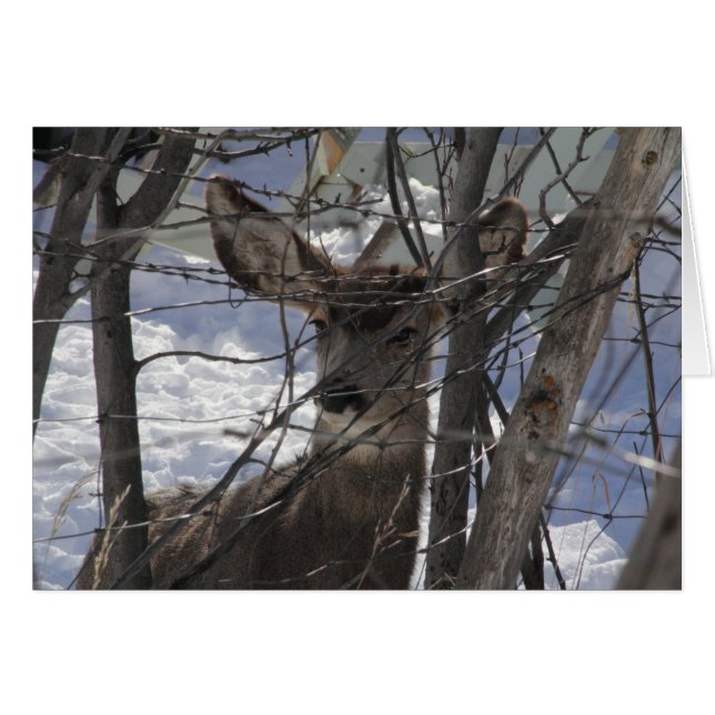 Tarjeta de venado (Anverso (Horizontal))