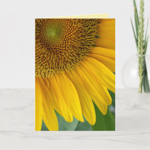 TARJETA DE VERGÜENZA "girasol"