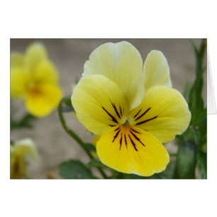 Tarjeta de Viola Amarilla