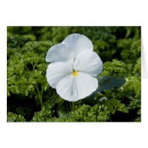 Tarjeta de Viola Blanca