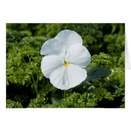 Tarjeta de Viola Blanca